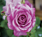 Rose - cura delle piante da giardino