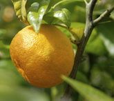Mandarini - cura delle piante da frutta