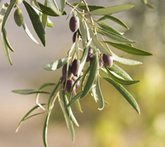 Ulivo / olivo - cura delle piante da frutta