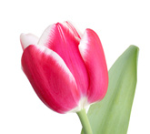 Tulipani - cura delle piante da giardino