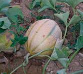 Melone - cura delle piante da orto