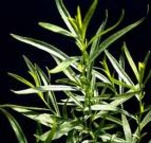 Dragoncello - cura delle piante aromatiche