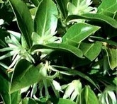 Anice - cura delle piante aromatiche