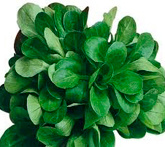Valerianella o valerina - cura delle piante da orto