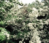 Biancospino - cura delle piante da giardino