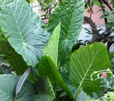 Alocasia - cura delle piante da giardino