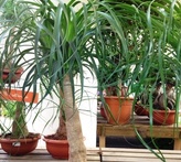 Beucarnea recurvata - cura delle piante da giardino