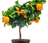 Calamondino - cura delle piante da frutta