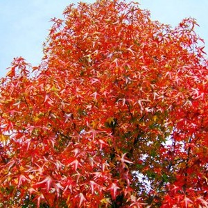 Acero rosso, acero palmato e acero giapponese - come proteggere la pianta