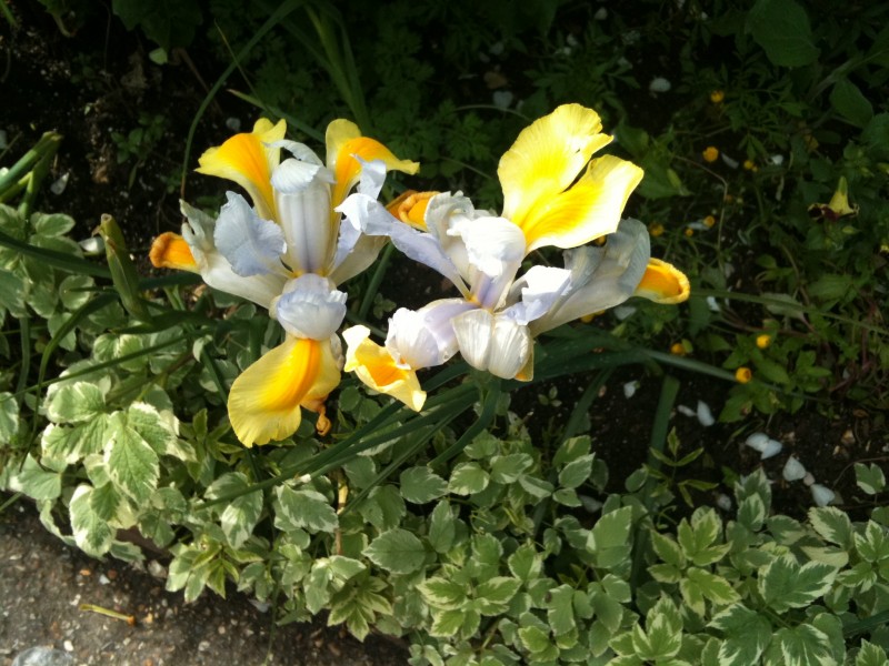 iris giallo