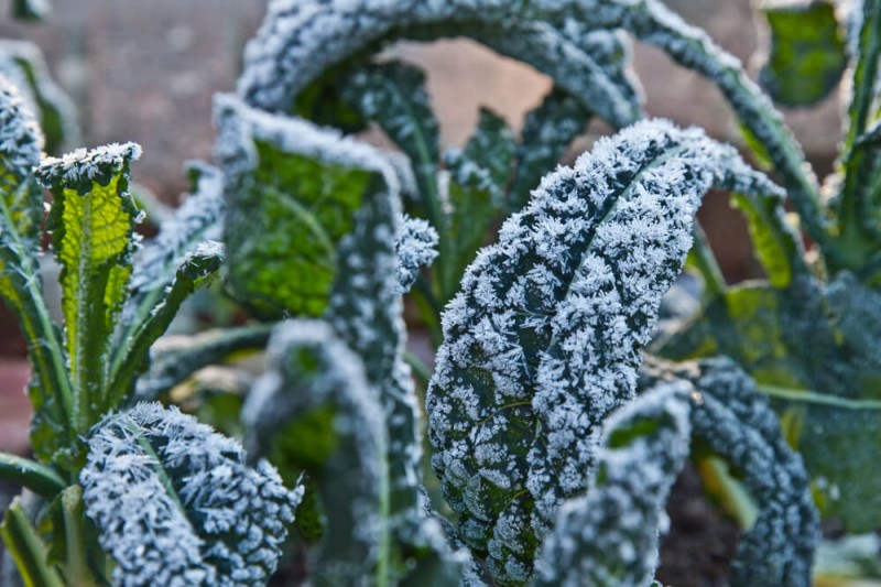 Orto invernale: come proteggere le piante dal freddo