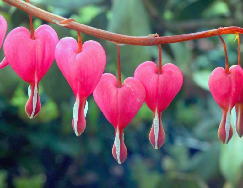 Dicentra spectabilis, una pianta a cuore per San Valentino