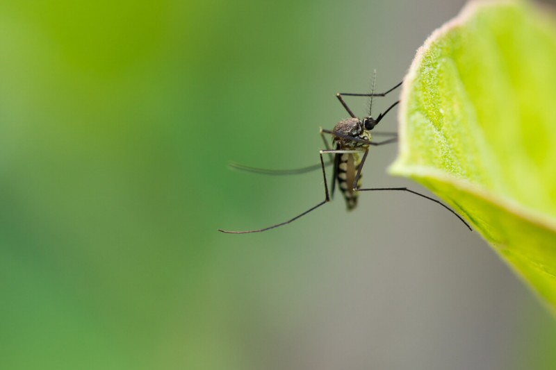 Come eliminare le zanzare?