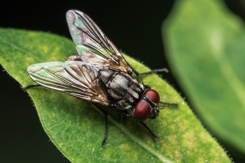 Come tenere lontane le mosche da casa