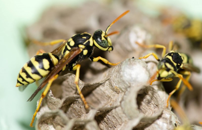 Come proteggersi da vespe e calabroni?