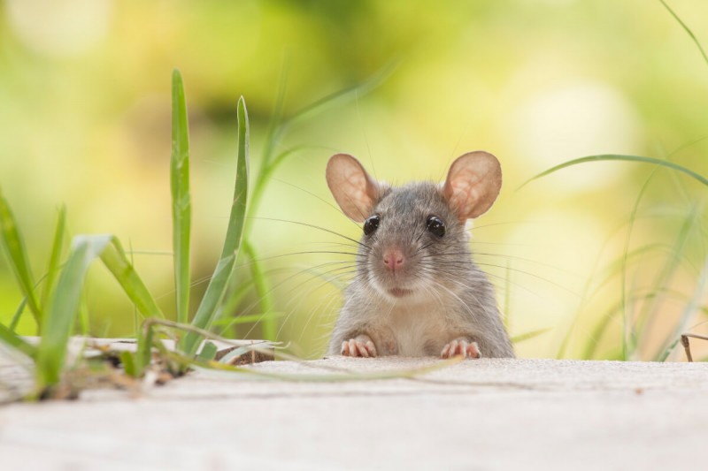 Roditori: topi e ratti...sai distinguerli?