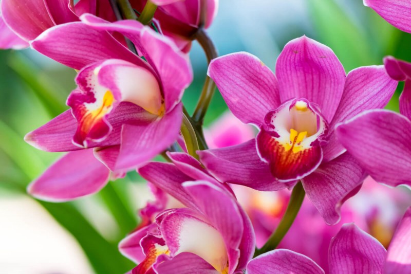 Concimare orchidee in previsione della fioritura