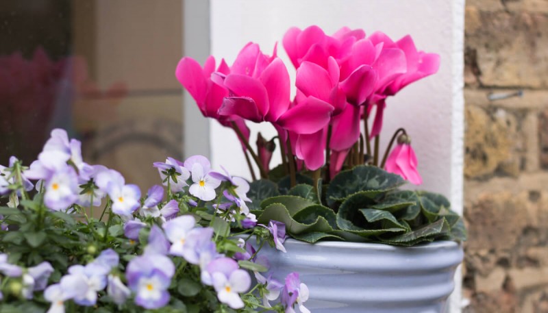 Come mantenere i ciclamini fioriti più a lungo?