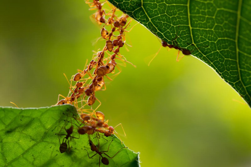 Come combattere le formiche in giardino
