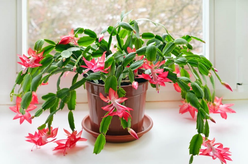 Colora la tua casa natalizia con una pianta fiorita