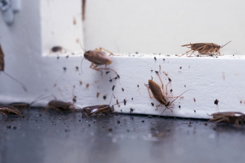 Come tenere lontane le blatte e gli scarafaggi da casa