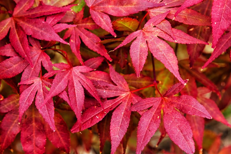 4 arbusti per colorare di rosso l’autunno con le loro foglie