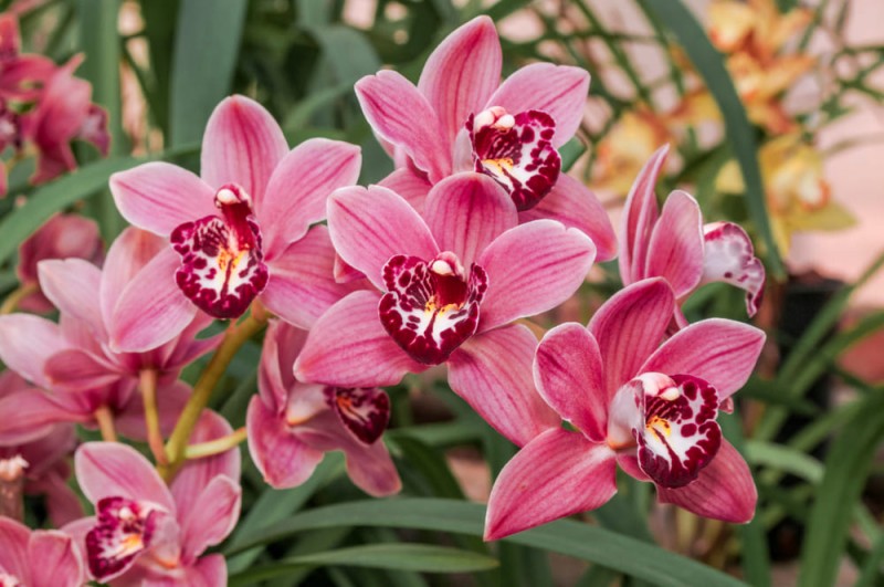 Fortyl Orchidee: come ottenere il massimo dal tuo Cymbidium