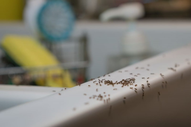 5 consigli per tenere lontane le formiche dalla cucina 