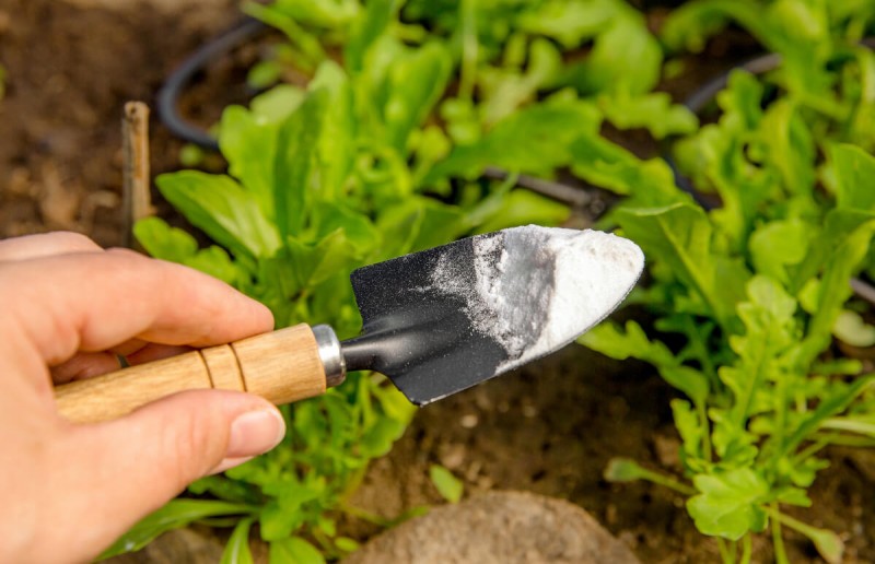 Proteggi le tue piante dalle malattie fungine con il Bicarbonato di Sodio