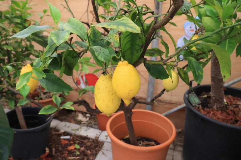Nutri i limoni in vaso con Fortyl Agrumi liquido