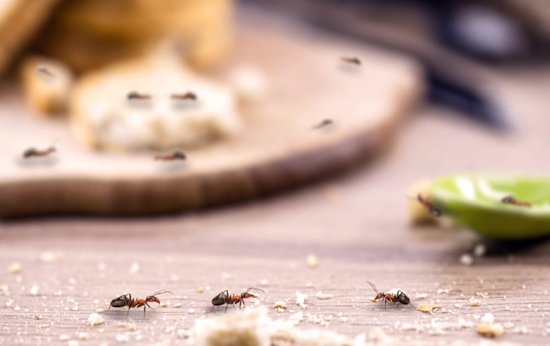 Formiche in casa? Elimina le formiche dalle piante di casa!