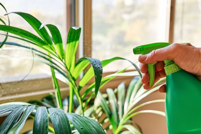 6 piante da interno per creare un angolo verde in casa