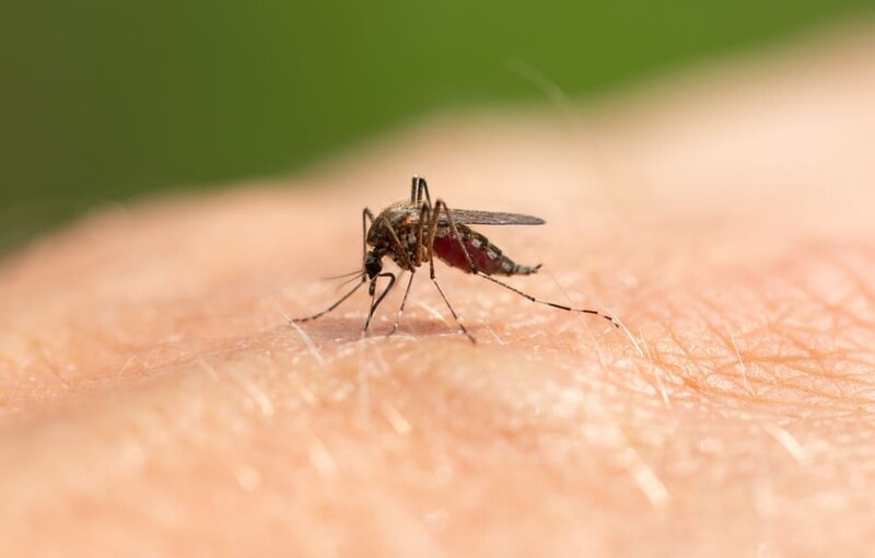 Malattie delle zanzare, attenzione alla Dengue!