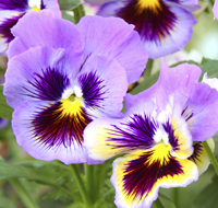 Viole