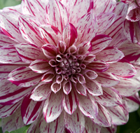 Dalia