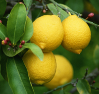 Limoni