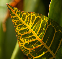 Croton