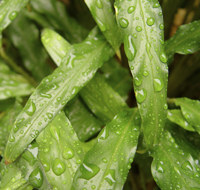 Calathea