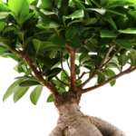 Ficus