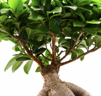 Ficus