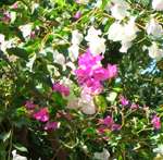 Bouganvillea