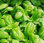 Basilico