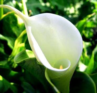 Calla