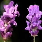 Lavanda