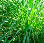 Citronella