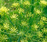 Finocchio selvatico