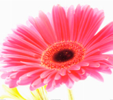 Gerbera