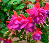 Fucsia