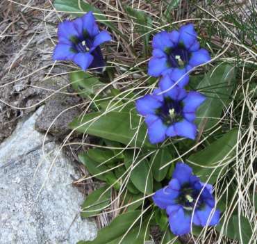 Genziana