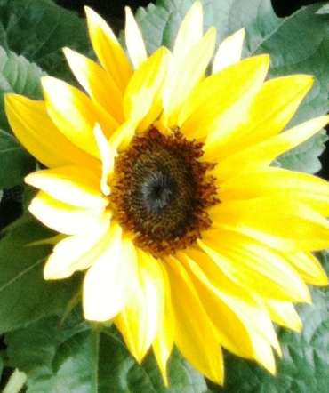 Girasole